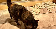 Patches joined the competition — help win amazing prizes! animal, black, brown, cat, crumpled_towel, domestic, feline, floor, fur, glass_door, indoor, motion_blur, orange, pet, shadow, tail_up, tile_floor, tortoiseshell, towel, walking
