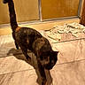 Patches joined the competition — help win amazing prizes! cat, tortoiseshell, indoor, tile_floor, walking, tail_up, glass_door, towel, crumpled_towel, pet, animal, domestic, feline, brown, black, orange, fur, motion_blur, shadow, floor