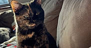 Patches is registered to the contest to win money with this photo: cat, tortoiseshell_cat, indoor, couch, blanket, window, sunlight, cozy, pet, feline, resting, furniture, home, domestic_animal, soft_light, relaxed, animal, living_room, comfort, warm