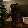 Patches joined the competition — help win amazing prizes! cat, tortoiseshell_cat, window, night, indoor, ceramic_christmas_tree, holiday_decor, wooden_surface, reflection, pet, animal, feline, decor, lights, dark, quiet, looking_out, home, cozy, nostalgic