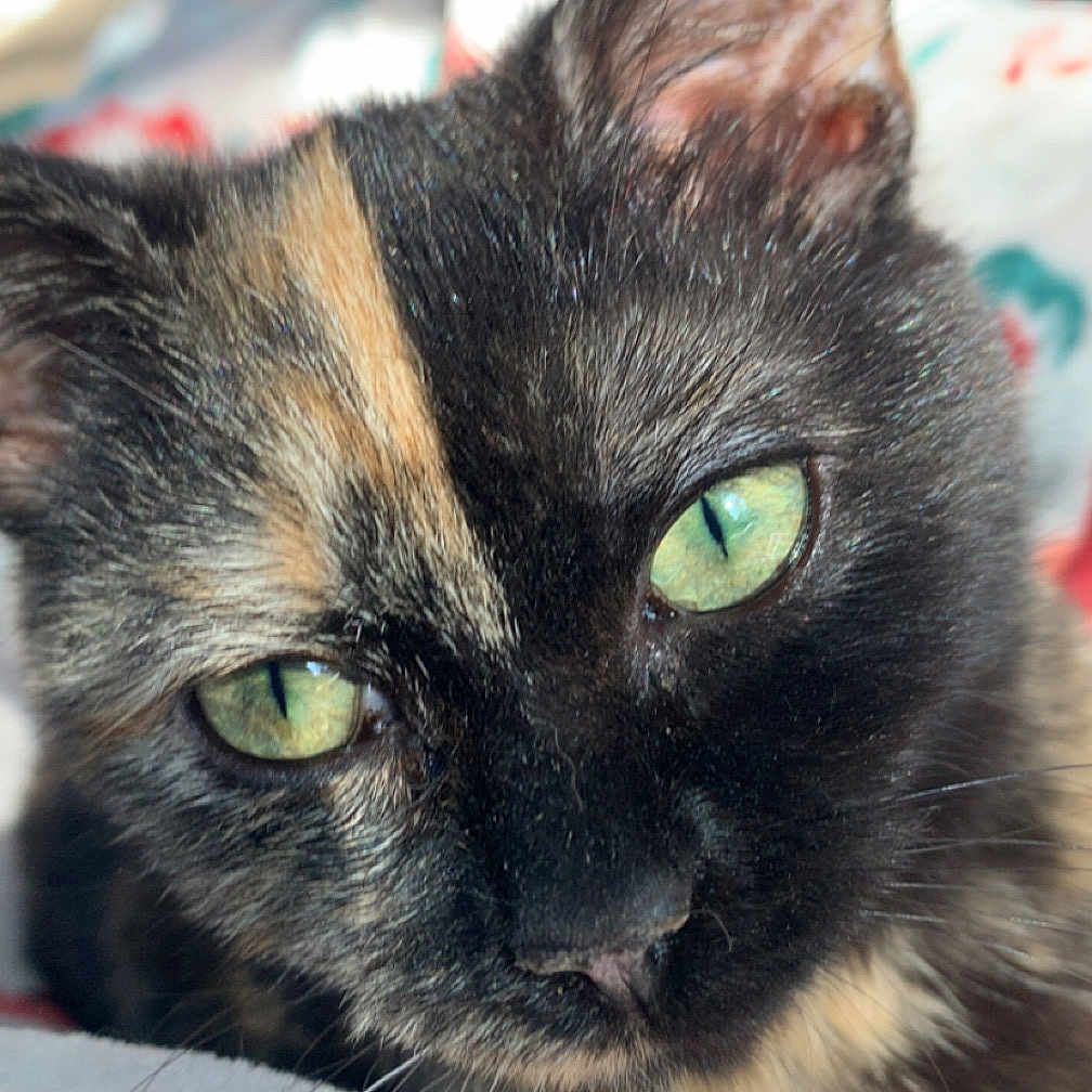 Patches joined the competition — help win amazing prizes! cat, tortoiseshell, close_up, green_eyes, pet, animal, feline, whiskers, ear, fur, face, cute, cozy, blanket, indoor, portrait, soft_light, resting, comfort, domestic