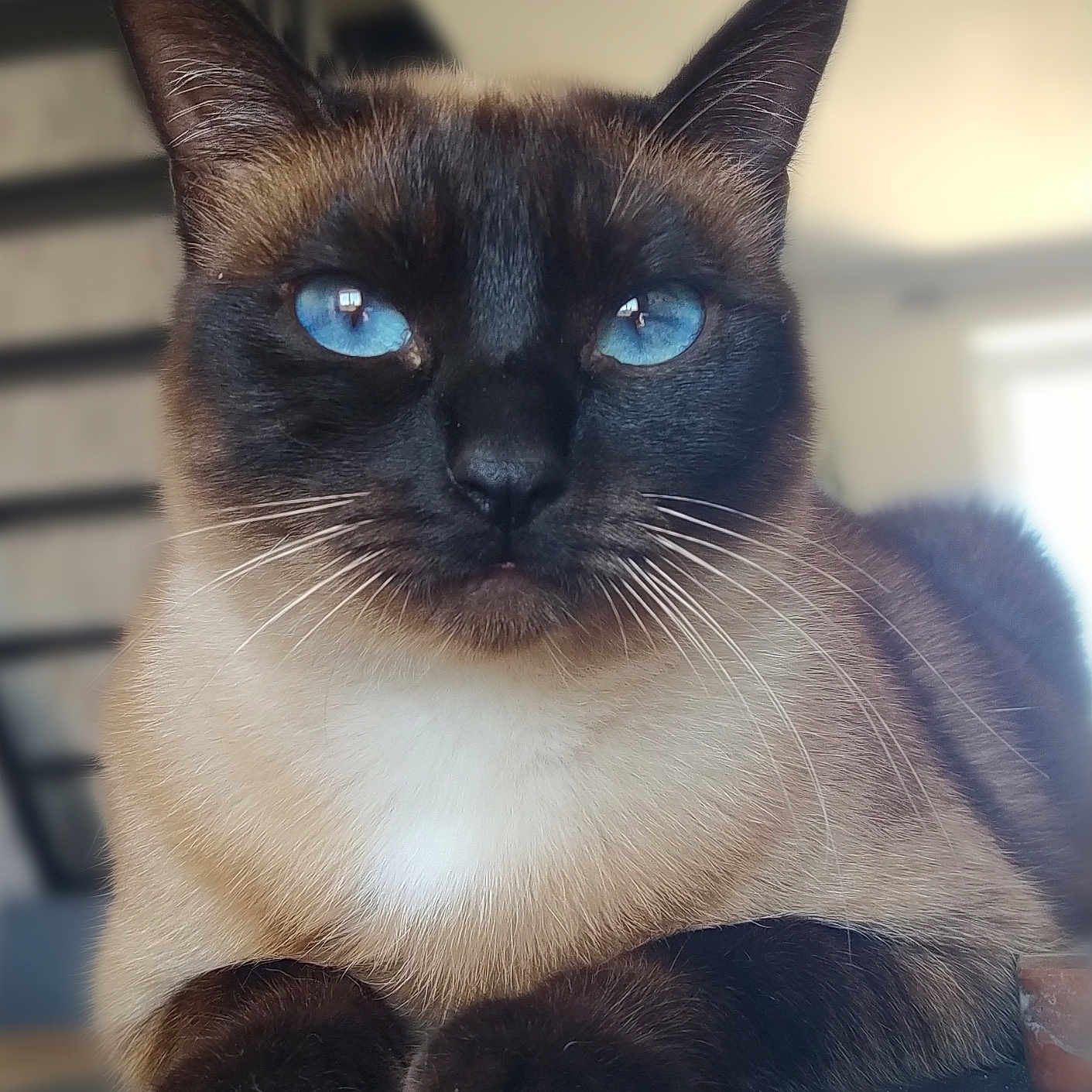 Yukka participe au concours pour gagner de l'argent avec cette photo : animal, blue_eyes, cat, close_up, cute, domestic_cat, ears, face, feline, fur, indoor, looking, mammal, paws, pet, portrait, relaxed, siamese_cat, soft_light, whiskers