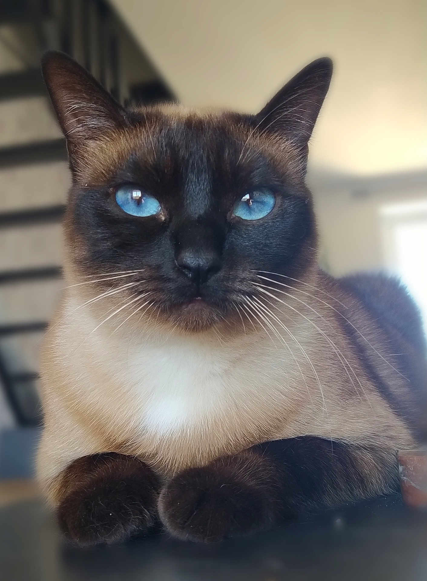 Yukka participe au concours pour gagner de l'argent avec cette photo : cat, siamese_cat, blue_eyes, close_up, indoor, pet, feline, whiskers, fur, animal, portrait, paws, relaxed, cute, domestic_cat, mammal, looking, face, ears, soft_light