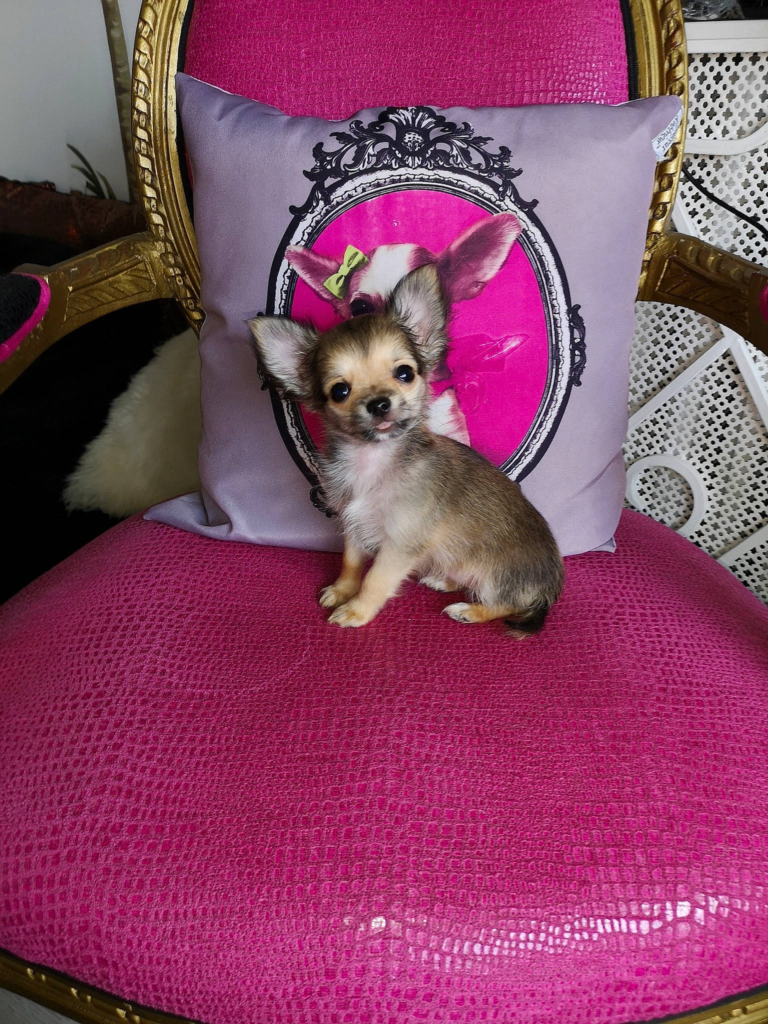 Sophie a rejoint le concours — aidez-le/la à gagner de superbes lots ! canidae, carnivore, chihuahua, companion_dog, dog, dog_bed, dog_breed, fawn, mammal, puppy, russkiy_toy, toy_dog, vertebrate