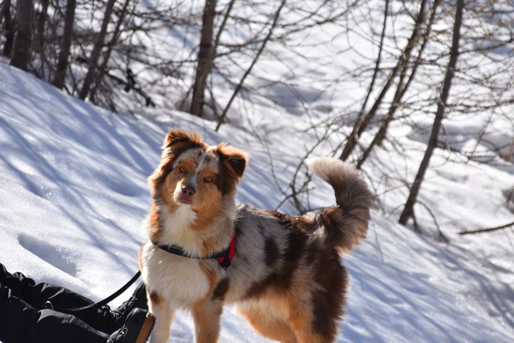 Pops a rejoint le concours — aidez-le/la à gagner de superbes lots ! australian_shepherd, canidae, carnivore, collie, dog, dog_breed, east_siberian_laika, english_shepherd, greenland_dog, lapponian_herder, mammal, seppala_siberian_sleddog, smooth_collie, snow, vertebrate, winter, working_dog