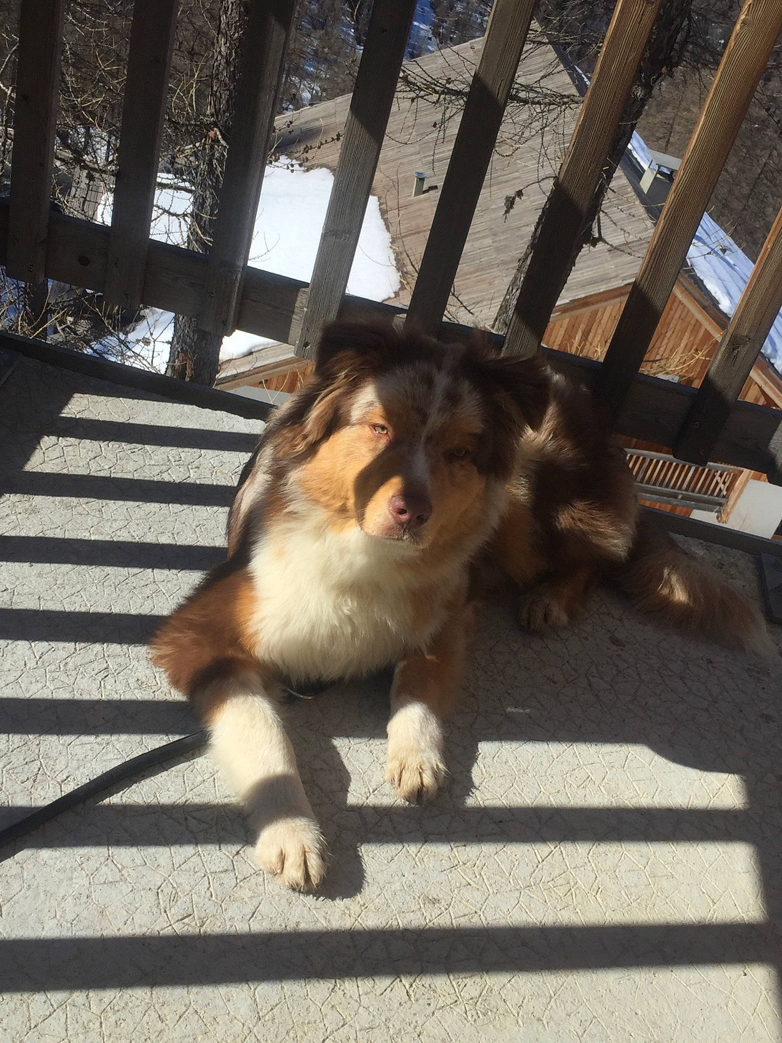 Pops a rejoint le concours — aidez-le/la à gagner de superbes lots ! australian_shepherd, canidae, carnivore, collie, companion_dog, dog, dog_breed, fawn, fur, mammal, rough_collie, shetland_sheepdog, snapshot, sporting_group, tail