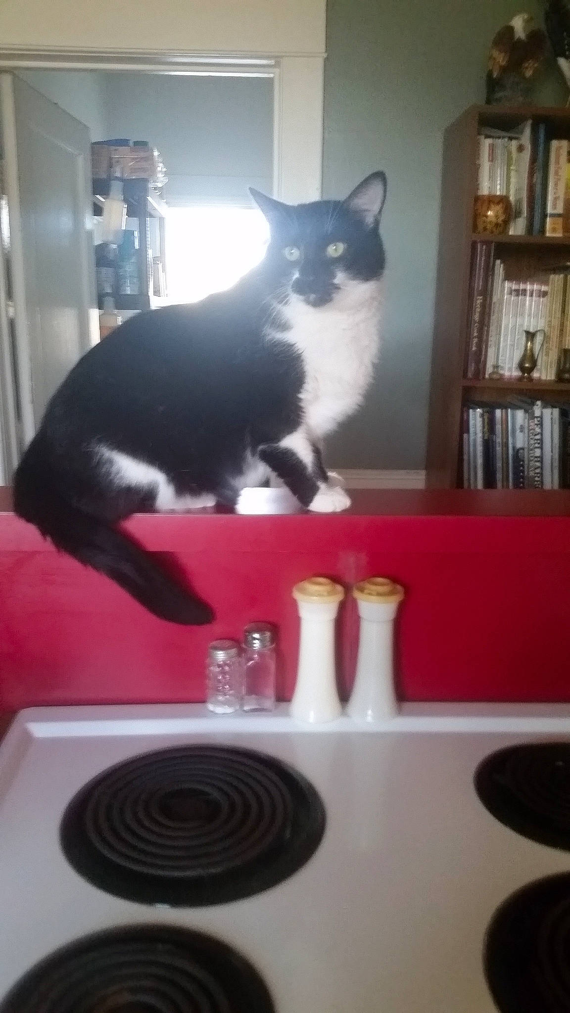 Gizmo The Gamer Cat is registered to the contest to win money with this photo: bookcase, carnivore, cat, cat_supply, dishware, domestic_short_haired_cat, felidae, interior_design, plate, room, serveware, shelf, shelving, small_to_medium_sized_cats, table, tableware, tail, vertebrate, whiskers, window