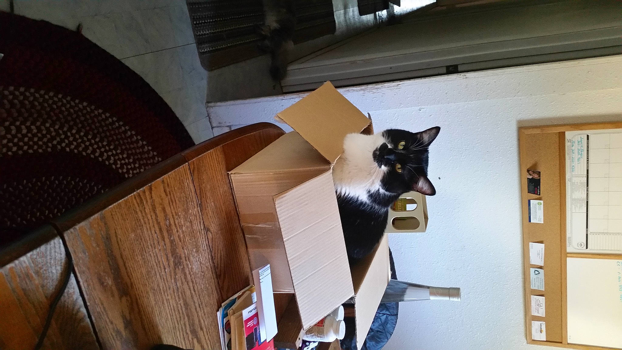 Gizmo The Gamer Cat joined the competition — help win amazing prizes! art, bookcase, box, building, cardboard, carton, chair, felidae, floor, flooring, hardwood, interior_design, office_supplies, plywood, shelf, shelving, shipping_box, space, window, wood