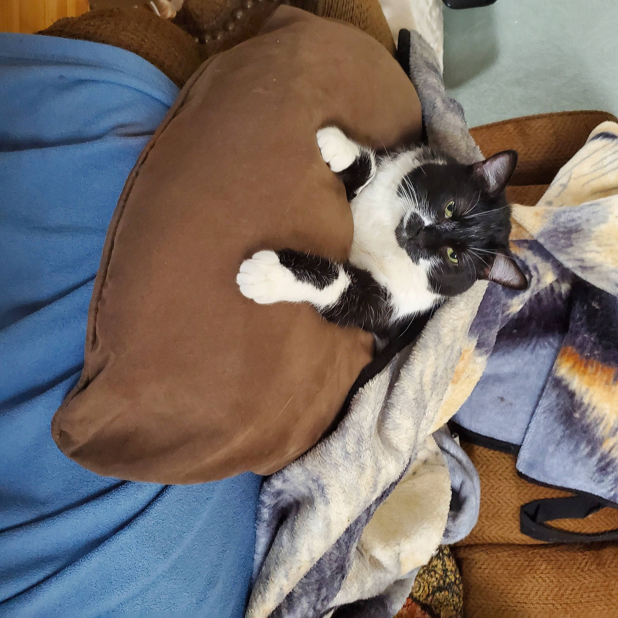 Gizmo The Gamer Cat joined the competition — help win amazing prizes! bag, canidae, carnivore, cat, cat_supply, chair, comfort, companion_dog, dog_breed, domestic_short_haired_cat, fawn, felidae, fur, lap, linens, nap, paw, small_to_medium_sized_cats, tail, whiskers