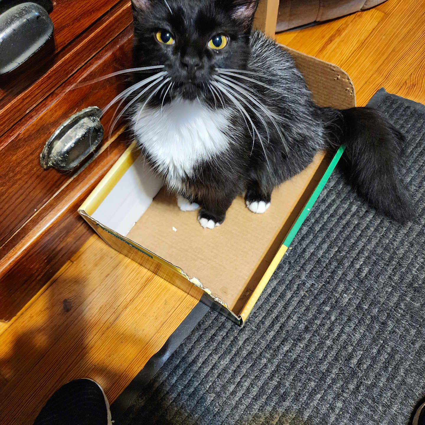 Amber joined the competition — help win amazing prizes! animal, black_and_white, cardboard_box, cat, close_up, curious, cute, domestic_cat, drawer, feline, floor_rug, furniture, home, indoor, pet, sitting, tail, whiskers, wooden_floor, yellow_eyes