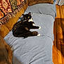 Amber is registered to the contest to win money with this photo: cat, black_and_white, yellow_eyes, couch, blanket, cushion, indoor, wood_floor, resting, pet, cozy, furniture, living_room, relaxed, domestic_animal, whiskers, fur, home, animal, comfort