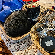 Amber joined the competition — help win amazing prizes! cat, basket, table, lace_tablecloth, black_and_white_cat, walmart_bag, cables, wire, wireless_charger, chair, wooden_chair, indoor, pet, fur, resting, household_items, electronics, cozy, domestic, furniture