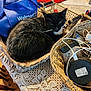cat, basket, table, lace_tablecloth, black_and_white_cat, walmart_bag, cables, wire, wireless_charger, chair, wooden_chair, indoor, pet, fur, resting, household_items, electronics, cozy, domestic, furniture