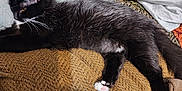 Amber joined the competition — help win amazing prizes! cat, black_cat, white_paws, lying_down, indoor, blanket, pillow, feline, fur, relaxed, resting, cozy, texture, patterned_wall, pet, animal, whiskers, claws, side_view, domestic_cat