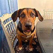 Tank is registered to the contest to win money with this photo: dog, brown_dog, black_dog, chair, wooden_chair, cushion, table, dining_room, curtains, blue_curtains, floor, dog_sitting, pet, indoor, portrait, looking_at_camera, animal, ears, tongue, wall_art