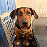 animal, black_dog, blue_curtains, brown_dog, chair, curtains, cushion, dining_room, dog, dog_sitting, ears, floor, indoor, looking_at_camera, pet, portrait, table, tongue, wall_art, wooden_chair