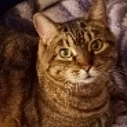 Roxie joined the competition — help win amazing prizes! abyssinian, animal, blanket, cat, dye, egyptiancat, kitten, manx, pet, quilt
