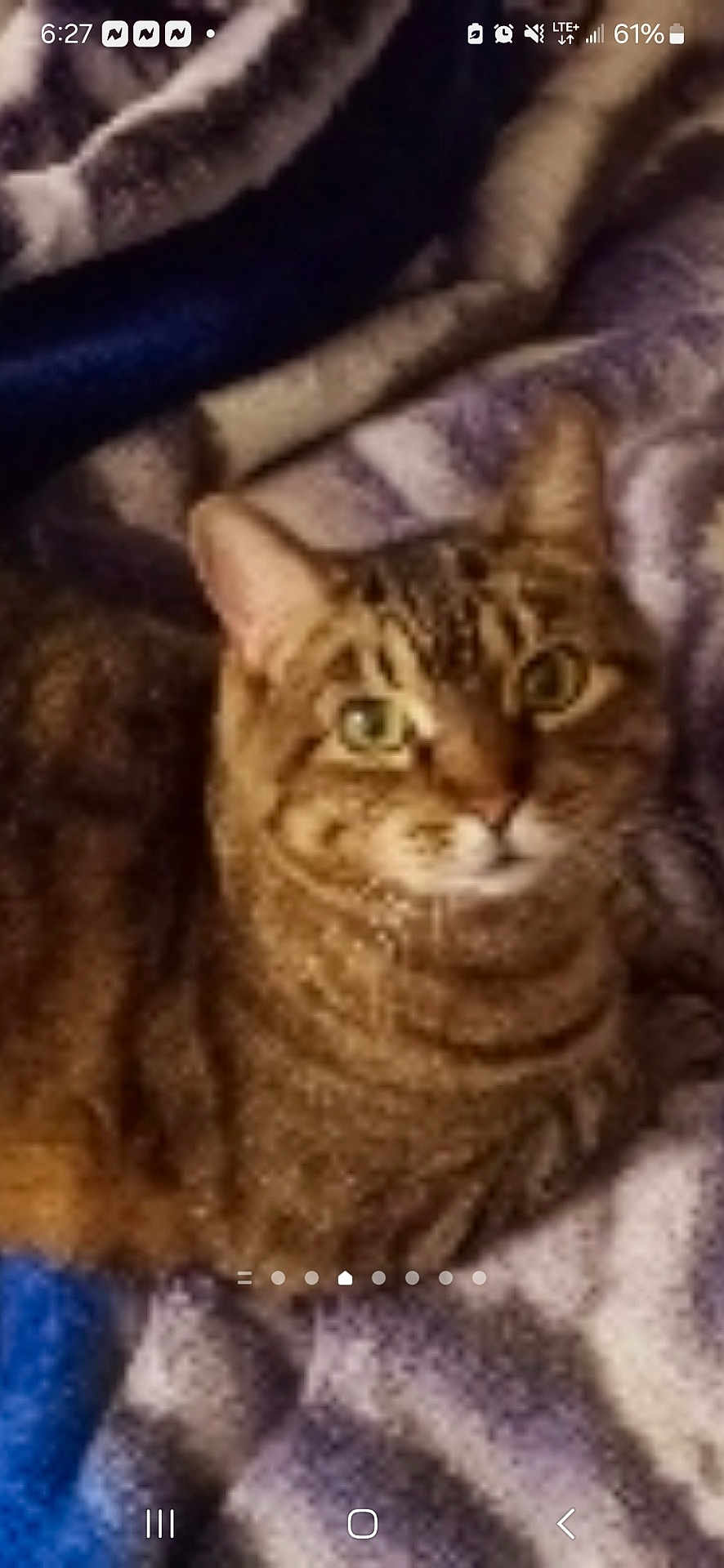 Roxie