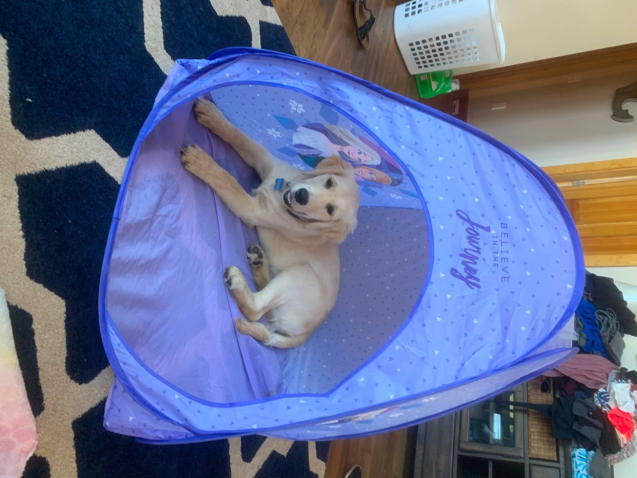 Captain joined the competition — help win amazing prizes! circle, companion_dog, electric_blue, event, fawn, fictional_character, font, headgear, plush, purple, rabbit, rabbits_and_hares, room, stuffed_toy, toy