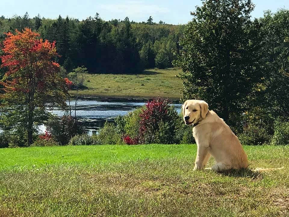 Captain is registered to the contest to win money with this photo: body_of_water, canidae, carnivore, companion_dog, dog, dog_breed, fawn, grass, grassland, lacustrine_plain, lake, landscape, meadow, natural_landscape, plant, sky, sporting_group, tree, water, working_animal