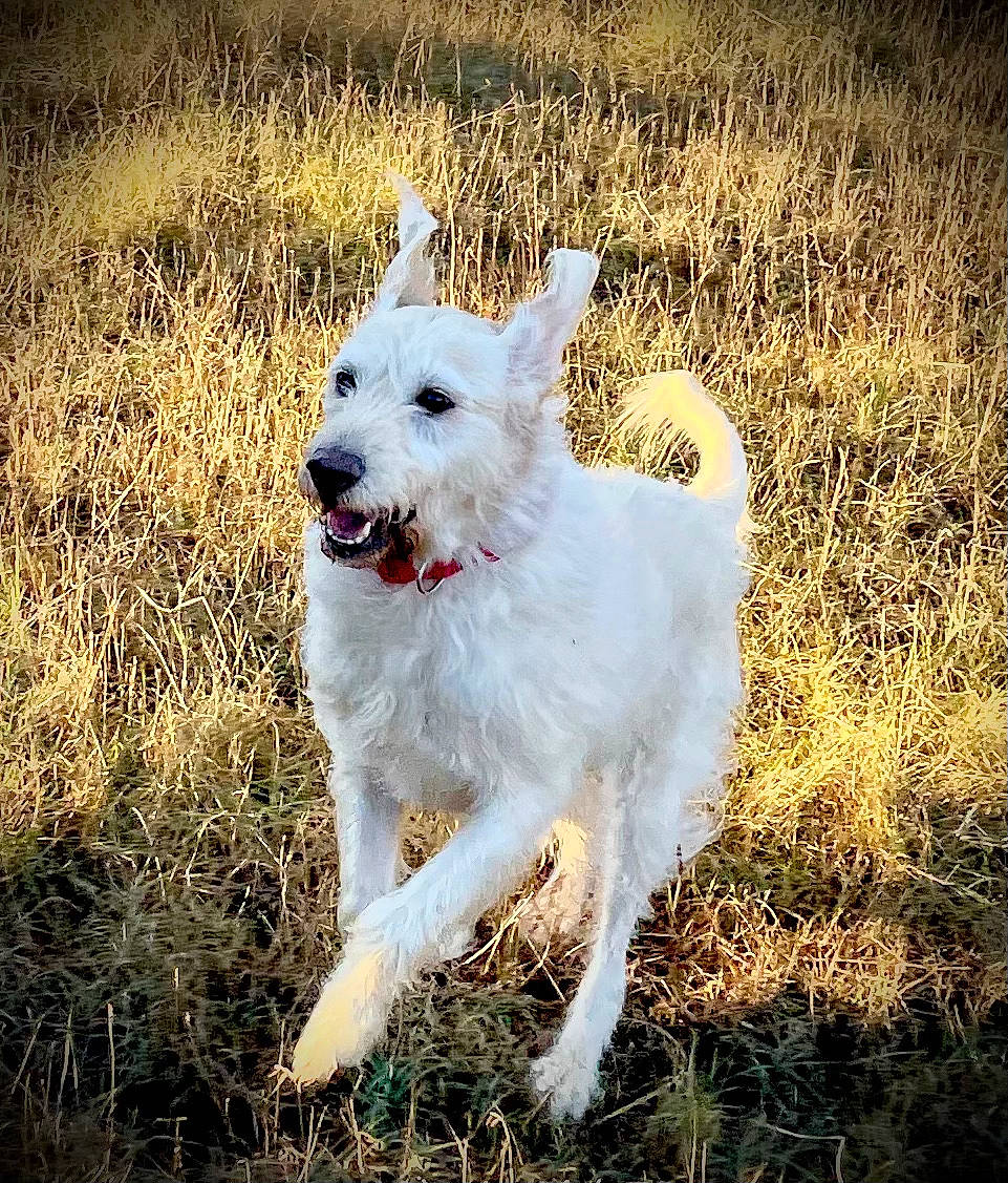 Connie joined the competition — help win amazing prizes! ancient_dog_breeds, canidae, carnivore, companion_dog, dog, dog_breed, grass, grassland, happy, landscape, natural_landscape, non_sporting_group, plant, sky, soil, sporting_group, tail, terrestrial_animal, working_animal, working_dog