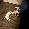 Chanel participe au concours pour gagner de l'argent avec cette photo : cat, dog, kitten, spaniel, cavalier_king_charles_spaniel, pets, animals, lying_down, relaxed, sleeping, playful, friendship, paw_touching, indoor, wood_floor, sofa, furniture, home, candid, brown_and_white