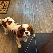 Chanel a rejoint le concours — aidez-le/la à gagner de superbes lots ! dog, cavalier_king_charles_spaniel, puppy, pet, canine, brown_and_white, long_ears, floppy_ears, portrait, looking_at_camera, standing, indoor, wood_floor, area_rug, home, 家具, warm_lighting, cute, companion_animal, facial_expression