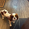 dog, cavalier_king_charles_spaniel, puppy, pet, canine, brown_and_white, long_ears, floppy_ears, portrait, looking_at_camera, standing, indoor, wood_floor, area_rug, home, 家具, warm_lighting, cute, companion_animal, facial_expression