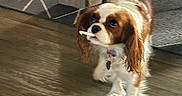 Chanel participe au concours pour gagner de l'argent avec cette photo : dog, cavalier_king_charles_spaniel, spaniel, pet, puppy, brown_and_white, long_ears, floppy_ears, chew_stick, treat, collar, indoors, wood_floor, sunlight, home, walking, standing, portrait, cute, funny