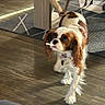 dog, cavalier_king_charles_spaniel, spaniel, pet, puppy, brown_and_white, long_ears, floppy_ears, chew_stick, treat, collar, indoors, wood_floor, sunlight, home, walking, standing, portrait, cute, funny