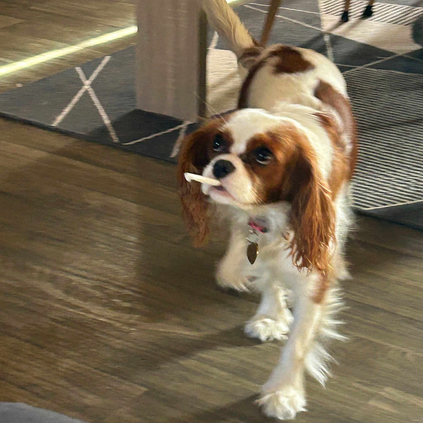 Chanel participe au concours pour gagner de l'argent avec cette photo : dog, cavalier_king_charles_spaniel, spaniel, pet, puppy, brown_and_white, long_ears, floppy_ears, chew_stick, treat, collar, indoors, wood_floor, sunlight, home, walking, standing, portrait, cute, funny