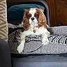 Chanel a rejoint le concours — aidez-le/la à gagner de superbes lots ! dog, cavalier_king_charles_spaniel, pet, indoors, living_room, sofa, couch, blanket, pillow, seated, portrait, floppy_ears, brown_and_white, collar, tag, wood_paneling, home, cozy, patterned_fabric, animal