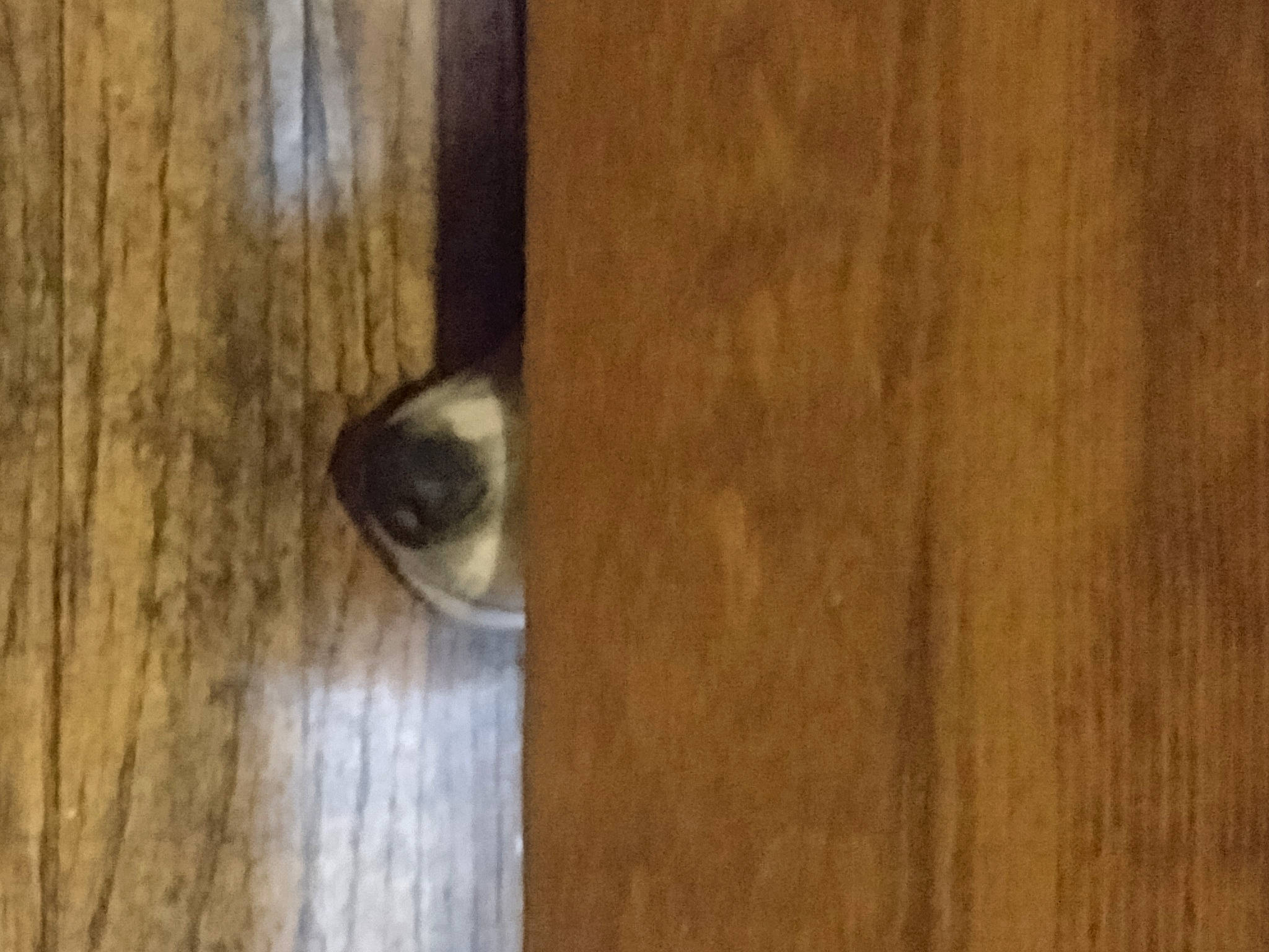 Kerry joined the competition — help win amazing prizes! brown, carnivore, dog_breed, fawn, floor, flooring, fur, hardwood, laminate_flooring, lumber, pattern, plank, plywood, tail, trunk, varnish, whiskers, wood, wood_flooring, wood_stain