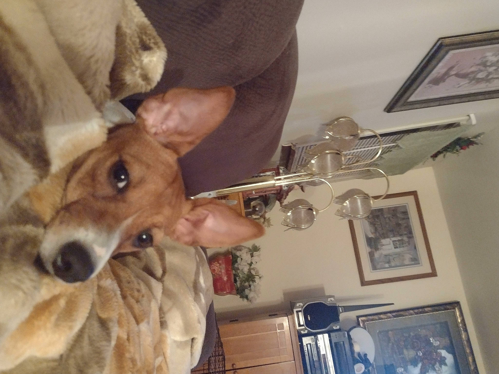 Kerry is registered to the contest to win money with this photo: canidae, carnivore, ceiling, collar, companion_dog, dog, dog_breed, ear, eyelash, fawn, fur, jaw, non_sporting_group, picture_frame, selfie, snout, sporting_group, toy_dog, whiskers, working_animal