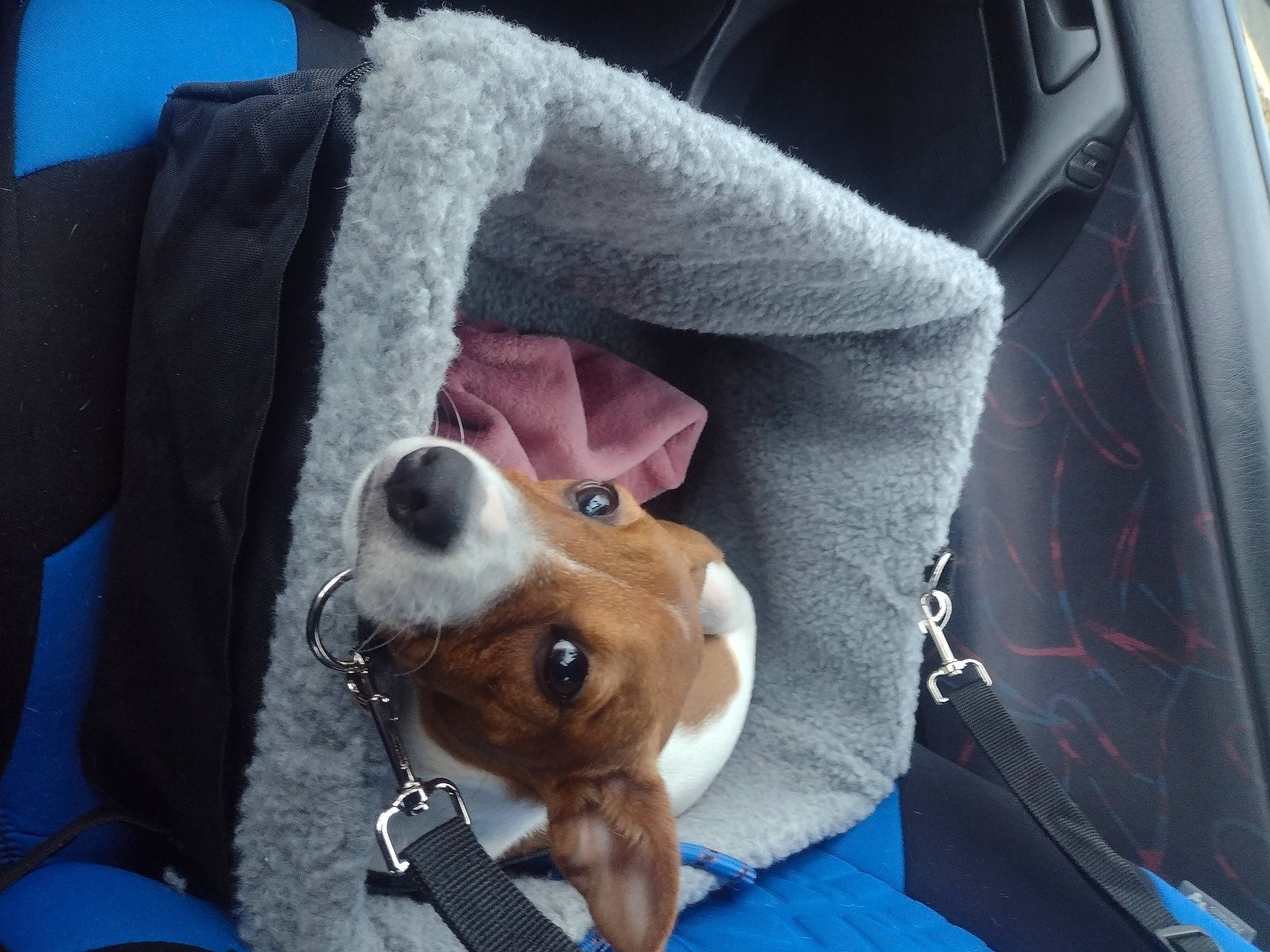 Kerry is registered to the contest to win money with this photo: auto_part, automotive_exterior, canidae, car_seat, car_seat_cover, carnivore, collar, companion_dog, dog, dog_breed, eyewear, fawn, mammal, seat_belt, snout, sporting_group, vehicle, vehicle_door, whiskers, working_animal