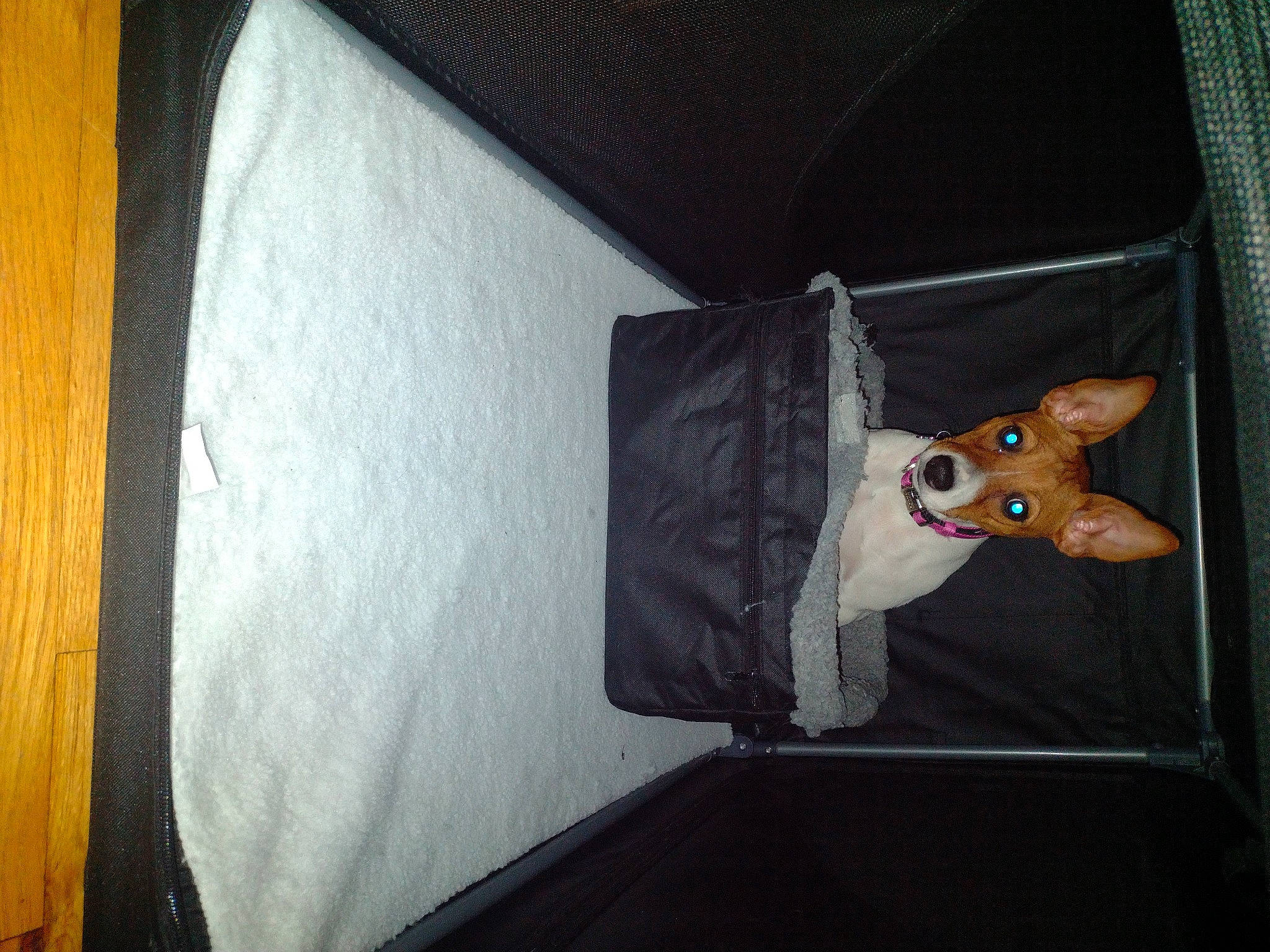 Kerry joined the competition — help win amazing prizes! art, canidae, carnivore, companion_dog, dog, dog_breed, door, eyewear, fawn, hardwood, room, snout, sporting_group, sunglasses, tail, tints_and_shades, vehicle_door, whiskers, wood, working_animal