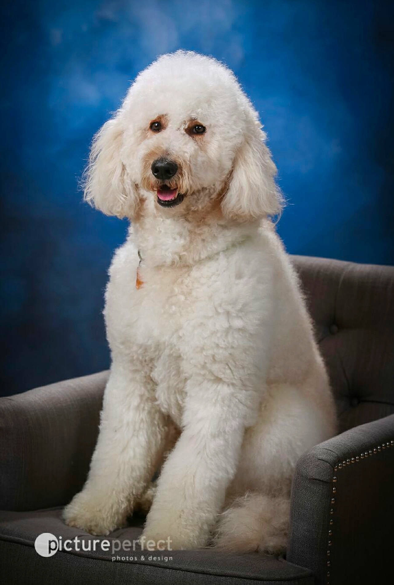 Cooper is registered to the contest to win money with this photo: art, bichon, canidae, carnivore, companion_dog, dog, dog_breed, fur, maltepoo, non_sporting_group, poodle, puppy, sky, snout, sporting_group, terrier, toy_dog, water_dog, working_animal