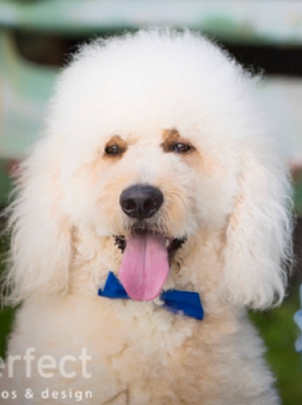 Cooper joined the competition — help win amazing prizes! bichon, carnivore, companion_dog, dog, dog_breed, fur, maltepoo, non_sporting_group, plant, poodle, small_terrier, terrier, toy_dog, water_dog, white