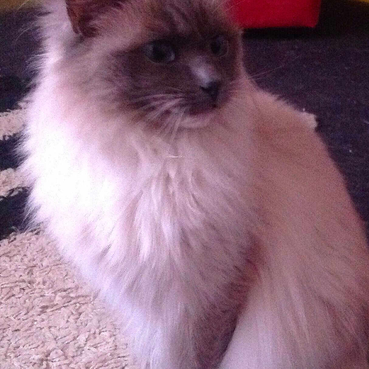 Coco