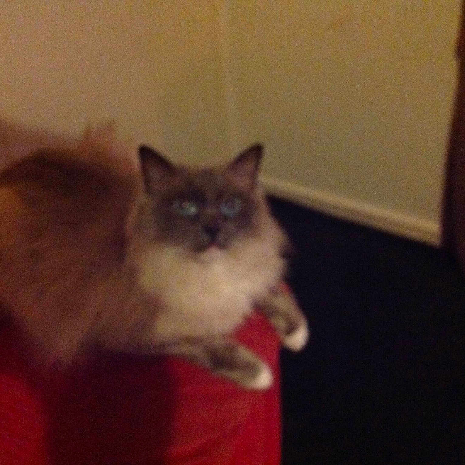 Coco