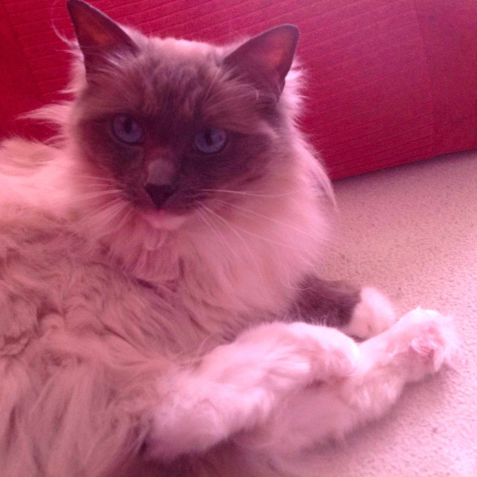 Coco is registered to the contest to win money with this photo: