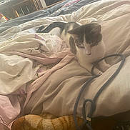 Jul participe au concours pour gagner de l'argent avec cette photo : cat, bed, blanket, indoor, cozy, feline, animal, curious, cable, soft, resting, fur, comfort, light, window, furniture, room, relaxation, pet, sleeping_area