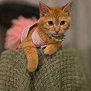 Jezebel joined the competition — help win amazing prizes! kitten, cat, orange_cat, pet, pink_outfit, pearl_necklace, blanket, texture, indoor, feline, cute, animal, young_cat, portrait, resting, curious, soft_focus, cozy, domestic_animal, furry