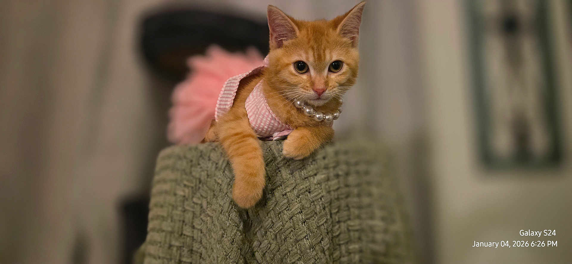 Jezebel joined the competition — help win amazing prizes! kitten, cat, orange_cat, pet, pink_outfit, pearl_necklace, blanket, texture, indoor, feline, cute, animal, young_cat, portrait, resting, curious, soft_focus, cozy, domestic_animal, furry