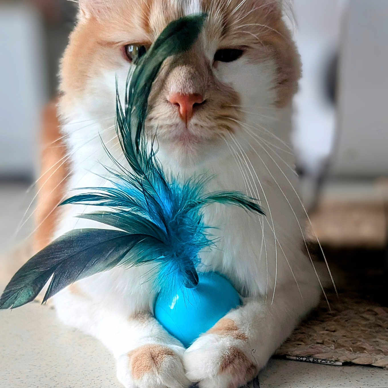 Twix a rejoint le concours — aidez-le/la à gagner de superbes lots ! abyssinian, accessories, angora, animal, cat, egg, featherboa, food, hardwood, head, kitten, manx, person, pet, rabbit, siamese, snout, sphere, tile, wood