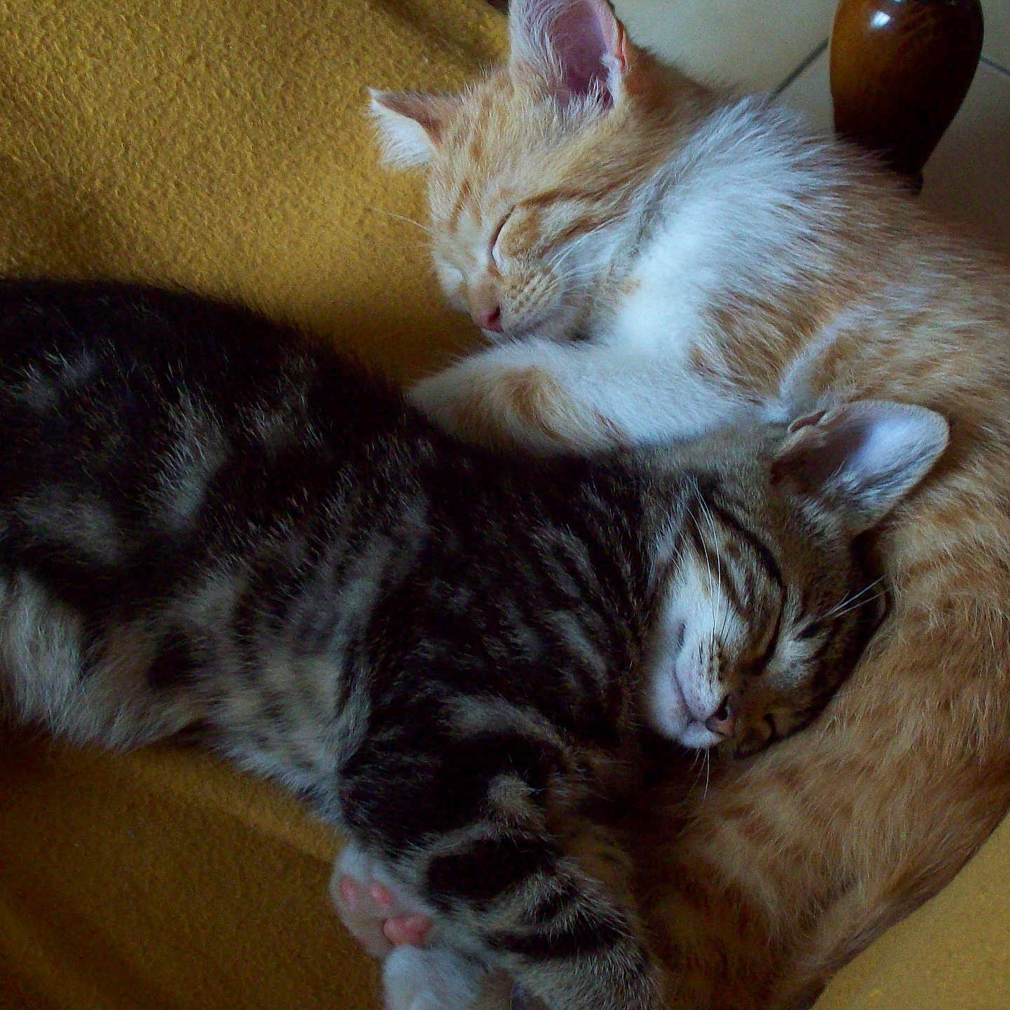 Tysha Et Tigrou participe au concours pour gagner de l'argent avec cette photo : animal, blanket, cat, closeup, cozy, cuddle, cute, domestic_animal, feline, fur, indoor, kitten, orange_cat, paws, peaceful, pet, resting, sleeping, tabby_cat, whiskers