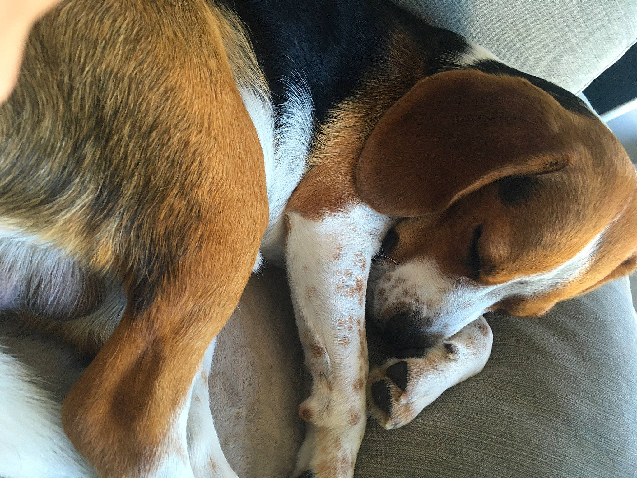 Storm participe au concours pour gagner de l'argent avec cette photo : basenji, canidae, carnivore, comfort, companion_dog, dog, dog_breed, fawn, hound, hunting_dog, liver, nap, paw, scent_hound, sleep, snout, sporting_group, tail, whiskers, working_animal