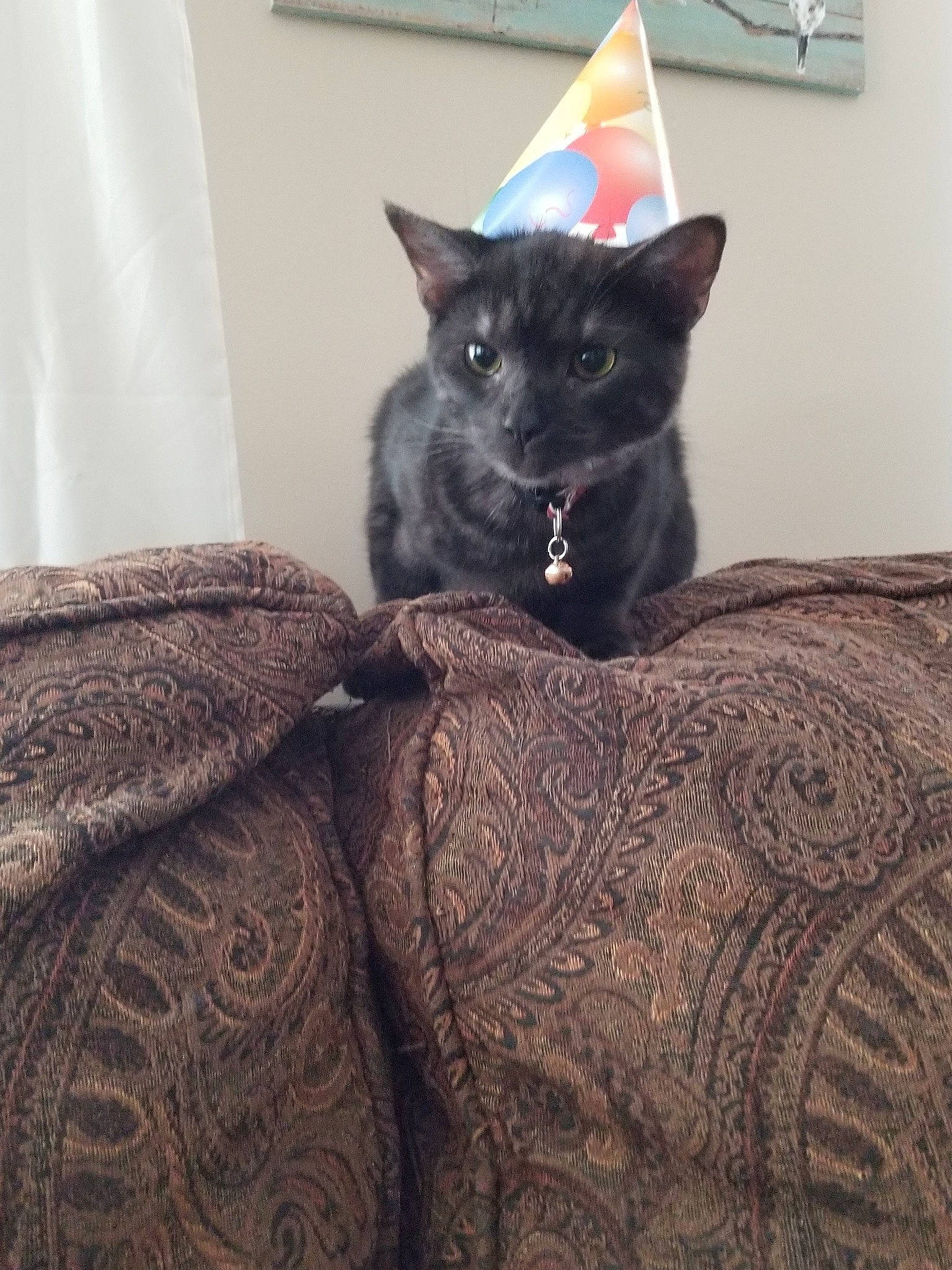 Avery joined the competition — help win amazing prizes! black_cat, cat, cat_like_mammal, chartreux, fur, kitten, korat, russian_blue, small_to_medium_sized_cats, snout, whiskers