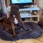 Rio a rejoint le concours — aidez-le/la à gagner de superbes lots ! dog, pitbull, pet_bed, television, tv_show, living_room, tiled_floor, plant, basket, shelf, cables, decorative_skull, cushion, collar, wooden_stool, router, orchid, floor_tile, curtains, relaxed