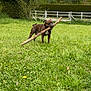 Rio a rejoint le concours — aidez-le/la à gagner de superbes lots ! dog, brindle, stick, grass, field, fence, tree, sky, outdoors, pet, playful, canine, collar, mammal, standing, yard, nature, green, sunny, park